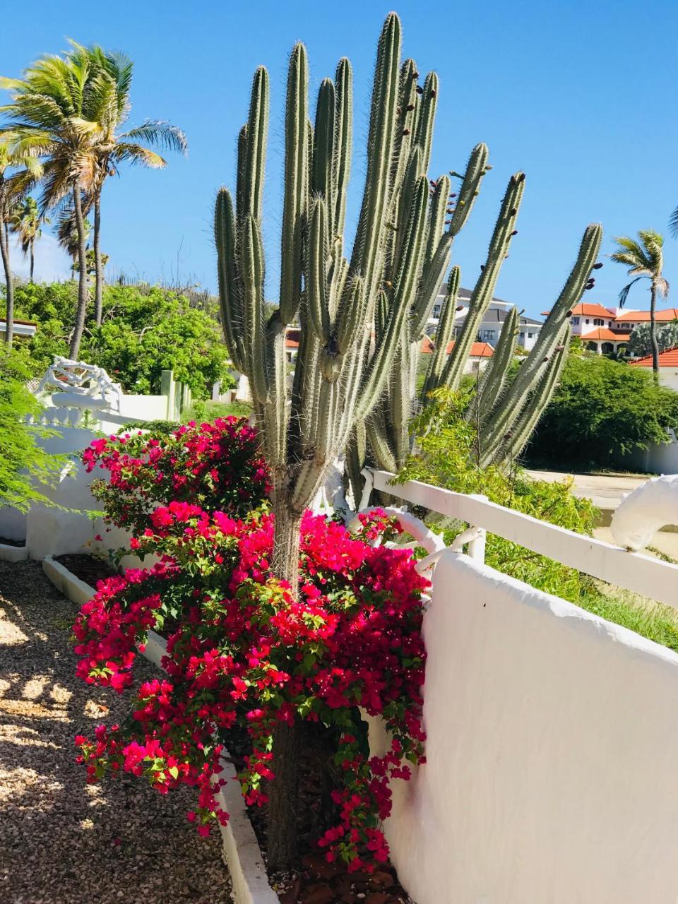 Villa Bougainvillea Aruba, The Tango Suite Palm Beach Zewnętrze zdjęcie